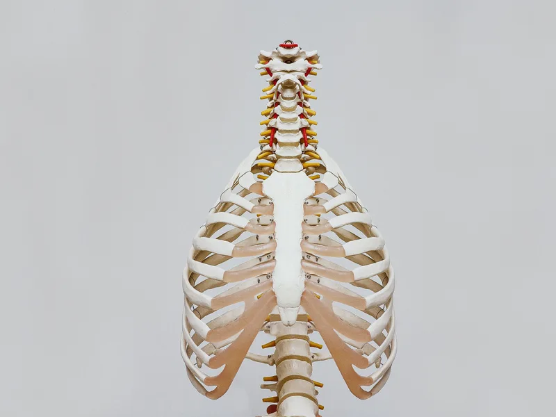 How X-Rays works at Complete Chiropractic Sports & Wellness